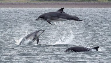 Delfini care se joacă în apă