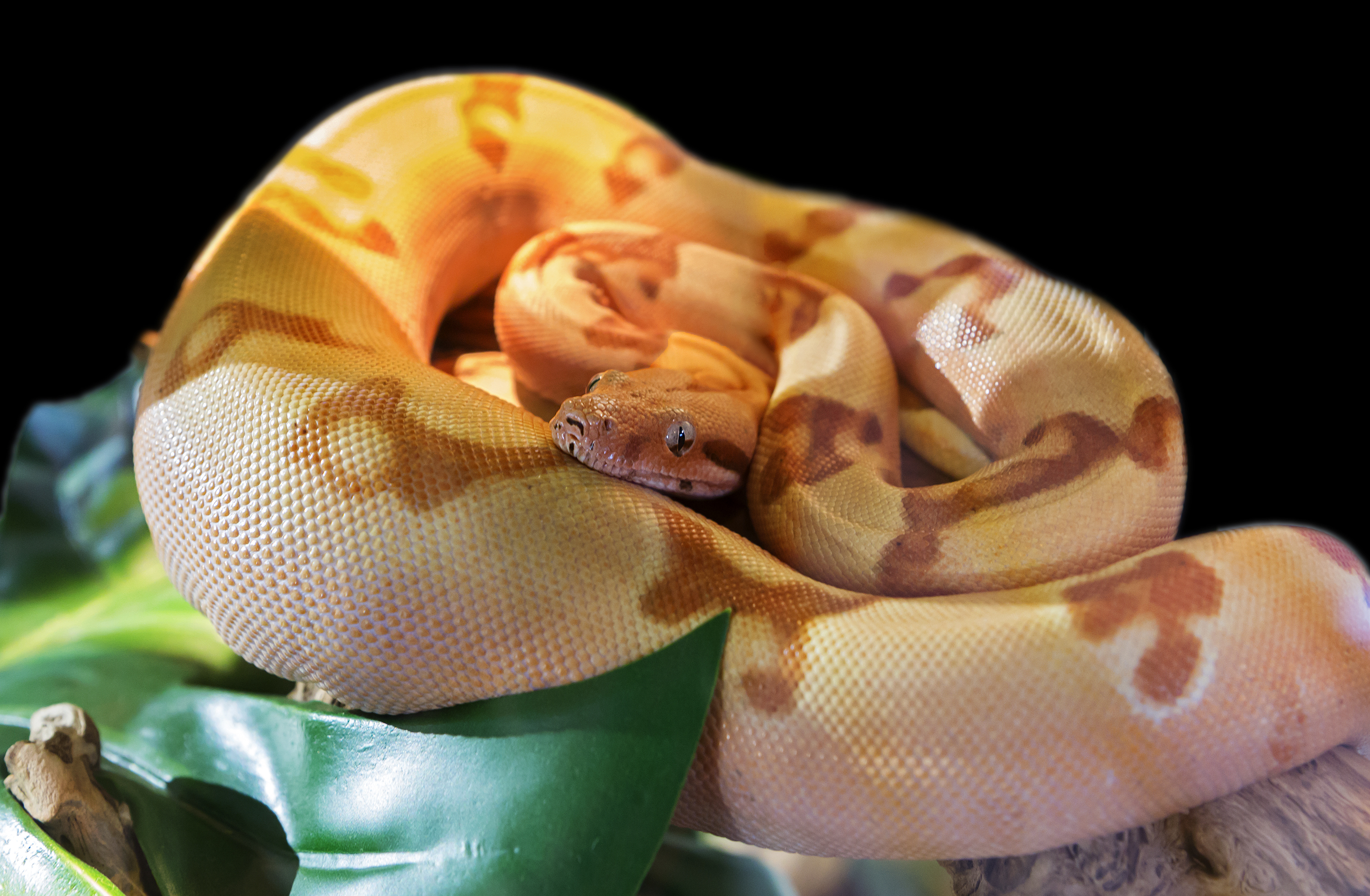 Un bărbat a murit după ce a fost sugrumat de propriul animal de companie, un Boa Constrictor de 5 metri