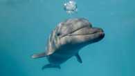 Delfin din Marea Neagră, Ucraina