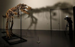 New York, United States. 08th July, 2022. A dinosaur fossil of a Gorgosaurus Skeleton that will be auctioned on July 28 2022, at an estimated price of eight million dollars, is displayed at Sotheby's Auction house in New York City on July 8, 2022. Photo b