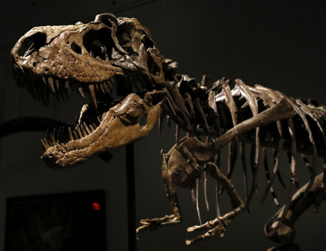 New York, United States. 08th July, 2022. A dinosaur fossil of a Gorgosaurus Skeleton that will be auctioned on July 28 2022, at an estimated price of eight million dollars, is displayed at Sotheby's Auction house in New York City on July 8, 2022. Photo b