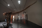 NY: Sohteby’s To Auction Gorgosaurus Skeleton