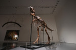 NY: Sohteby’s To Auction Gorgosaurus Skeleton