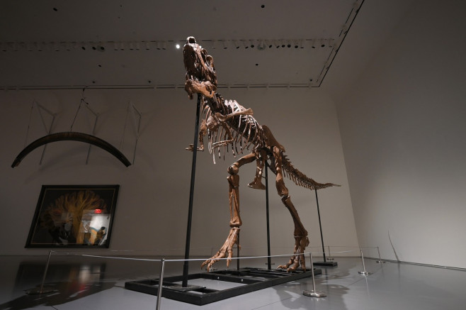 NY: Sohteby’s To Auction Gorgosaurus Skeleton