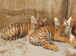 pui-tigru-zoo-oradea-fb4
