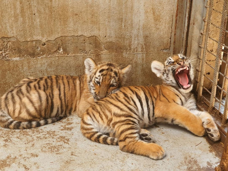 pui-tigru-zoo-oradea-fb1