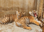 pui-tigru-zoo-oradea-fb1