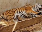 pui-tigru-zoo-oradea-fb5