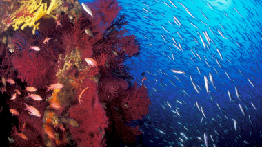 marea mediterana cu vietuitoare si recif de corali in zona de coasta a frantei