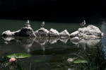 Rome's River Tiber low water levels, Rome, ITALY - 06 Jul 2022