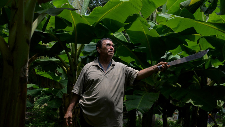 Culegător de banane într-o plantație din Nicaragua