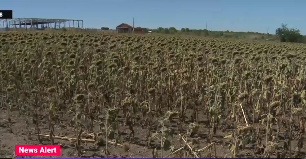Culturile de floarea soarelui sunt pârjolite de secetă, iar uleiul va fi mai scump. Agricultor: Pierd cumpărătorii, pierdem și noi