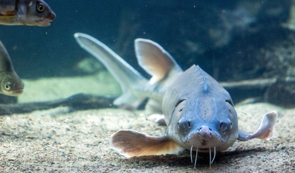Viza, o specie de sturion, a dispărut din Dunăre. Cega a devenit specie amenințată, iar nisetrul extrem de rar