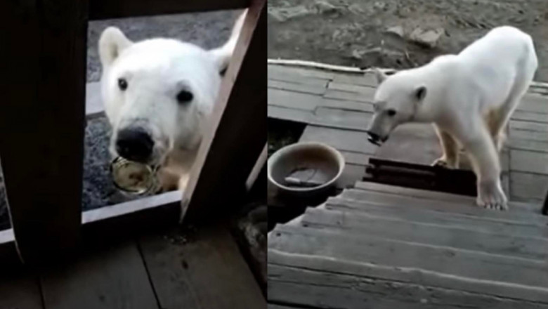 Un urs polar şi-a prins limba într-o conservă metalică şi "a cerut" disperat ajutorul oamenilor