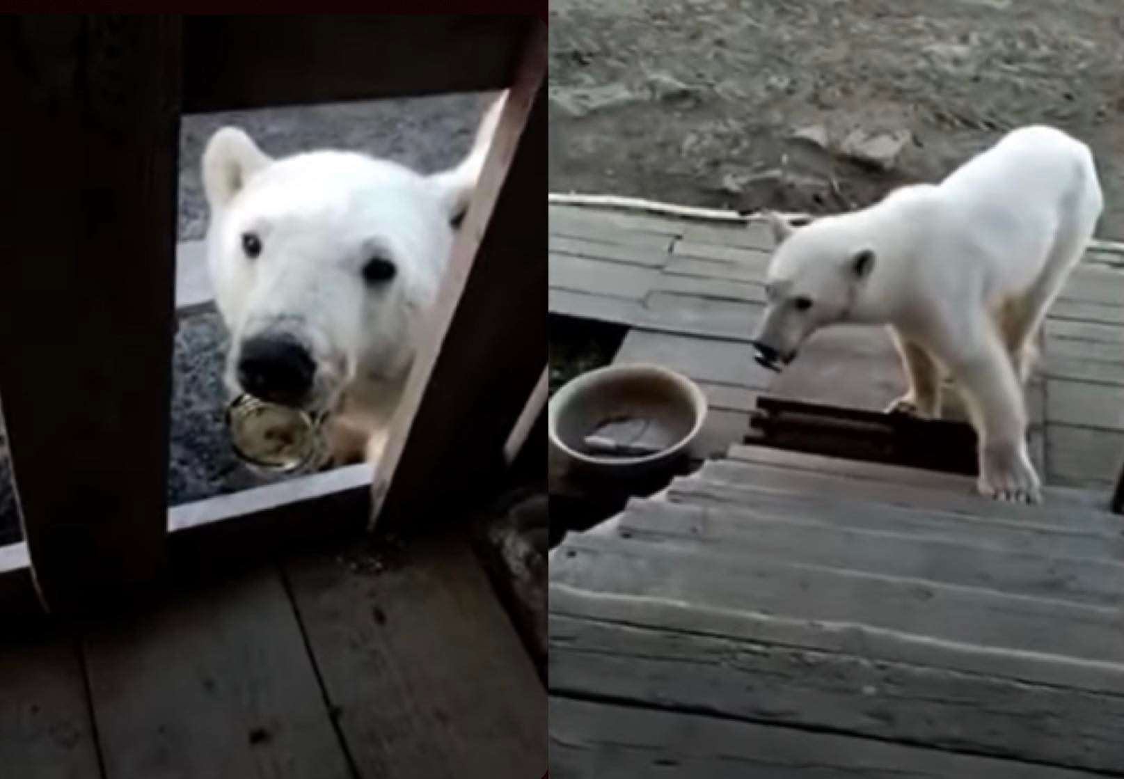 VIDEO Un urs polar „cere” ajutorul oamenilor după ce și-a prins limba într-o conservă