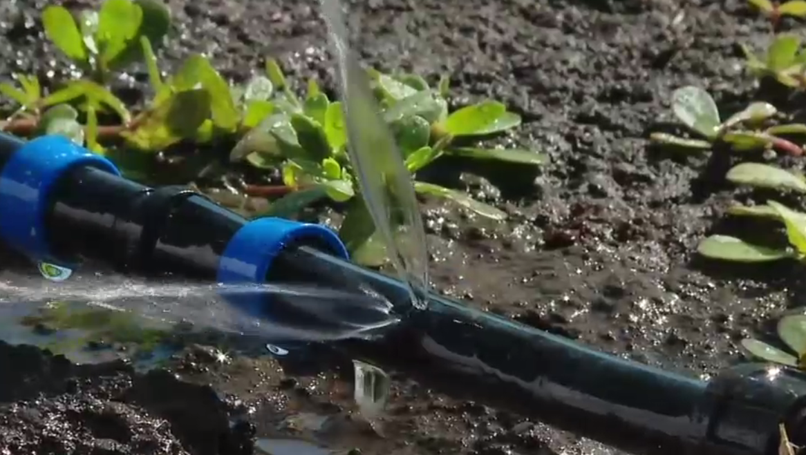 VIDEO. Păsările nu caută doar hrană, ci și apă. Pe lângă culturi, ciorile, coțofenele și graurii atacă și instalațiile de irigație