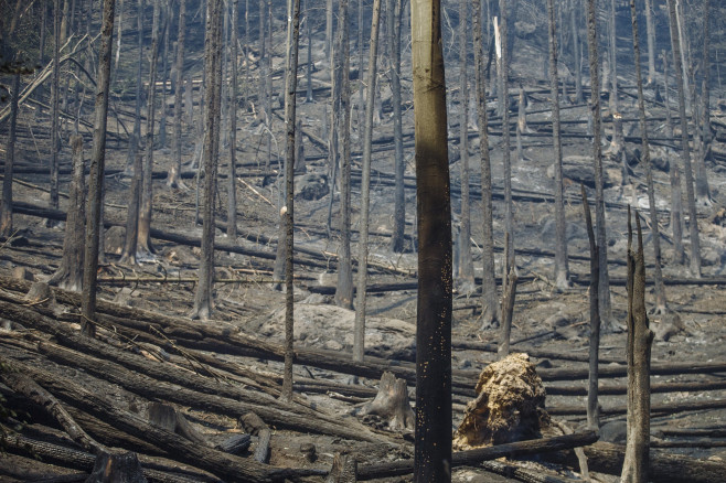 POŽÁR ČESKÉ ŠVÝČARSKO HŘENSKO HASIČI LESNÍ POŽÁR