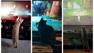 Pisicile reacționează la imaginile cu jocul Stray