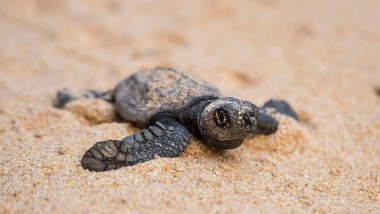 pui de broască țestoasă pe o plajă