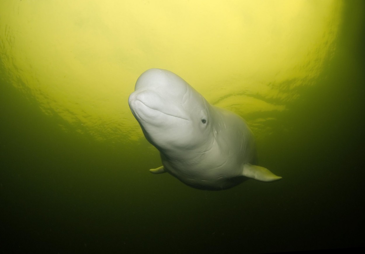 Un parc acvatic din Canada amenință că va eutanasia 30 de belugi, după ce guvernul a refuzat cererea de a le trimite în China