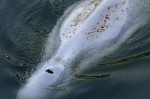 O balenă beluga in sena