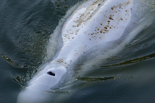 O balenă beluga in sena