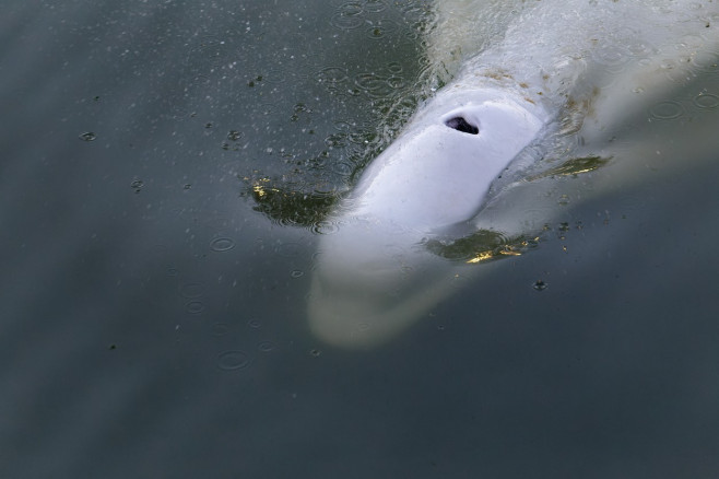 balena beluga in sena, franta