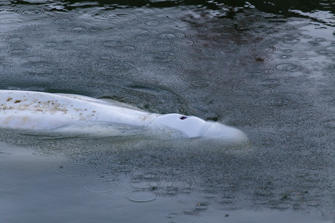 balena beluga in sena, franta