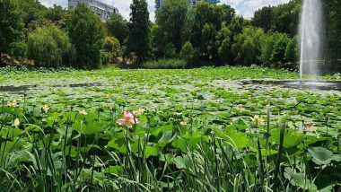 lacul din parcul circului cu lotusi egipteni