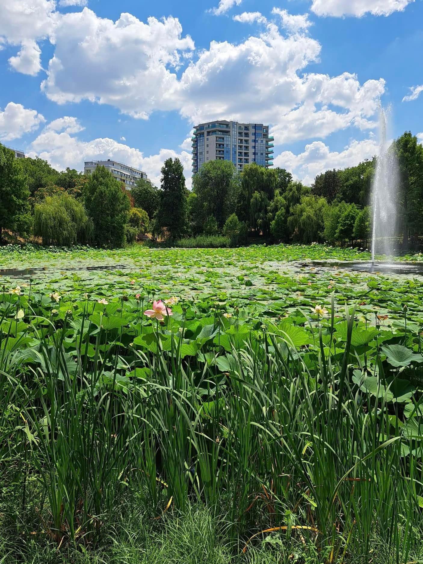 Lacul din Parcul Circului seacă din cauza unor clădiri nou construite care i-au colmatat izvoarele. Ce soluții are Primăria