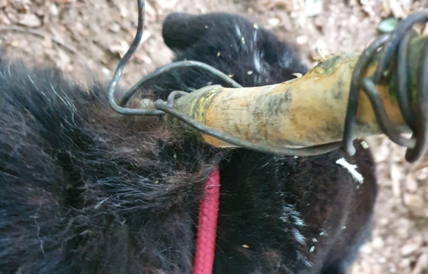 Un câine abandonat a fost salvat din pădure, la Brașov. Era legat cu sârmă de un copac și într-o stare avansată de deshidratare
