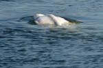 balena beluga