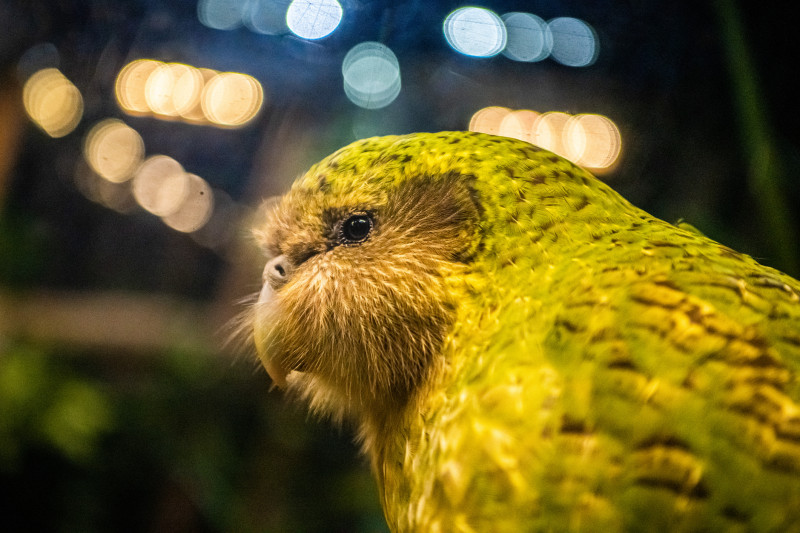 papagal Kakapo