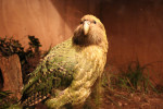 papagal Kakapo