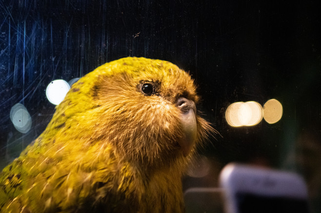 papagal Kakapo