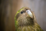 Kakapo