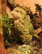 papagal Kakapo