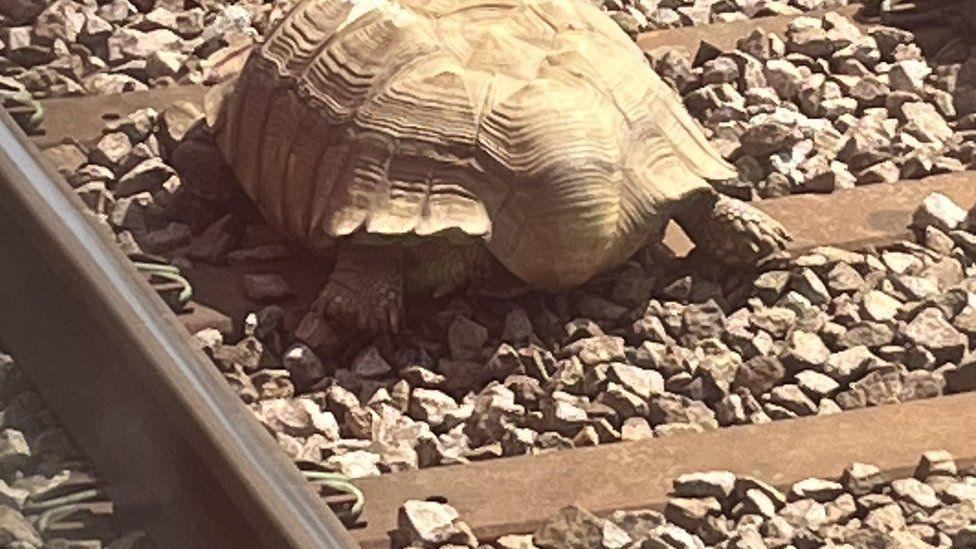 Traficul feroviar a fost blocat timp de câteva ore în estul Angliei, din cauza unei țestoase uriașe