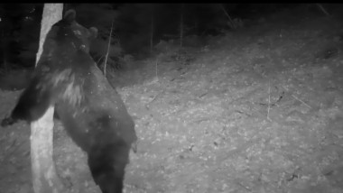 Urs filmat de o cameră de monitorizare în Parcul Național Călimani.
