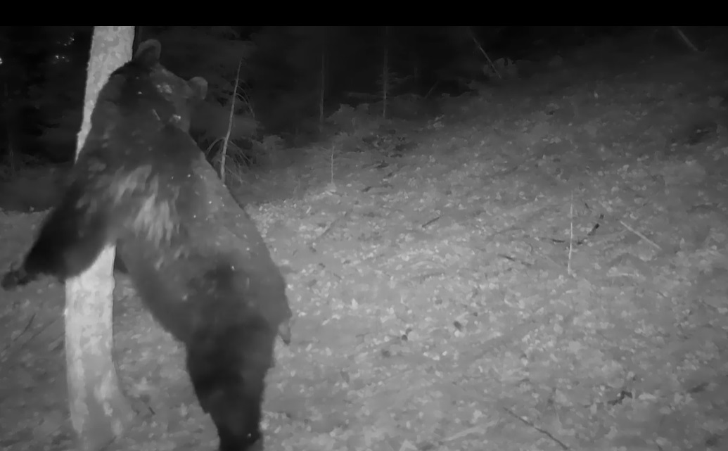 „Baloo din Parcul Călimani”. Imagini surprinse de o cameră de monitorizare