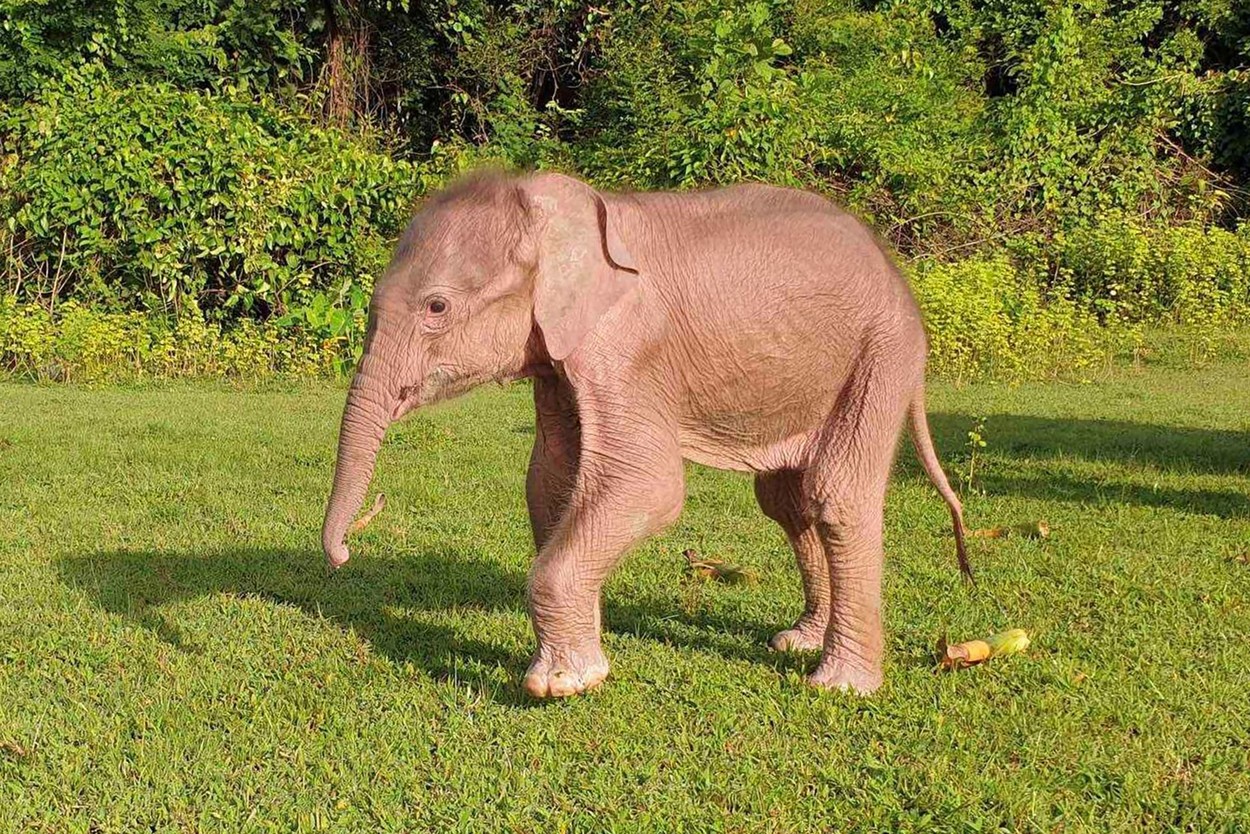 Un elefant alb s-a nascut in Myanmar. Exemplarele albe sunt foarte rare, iar unele culturi budiste le considera aducatoare de noroc