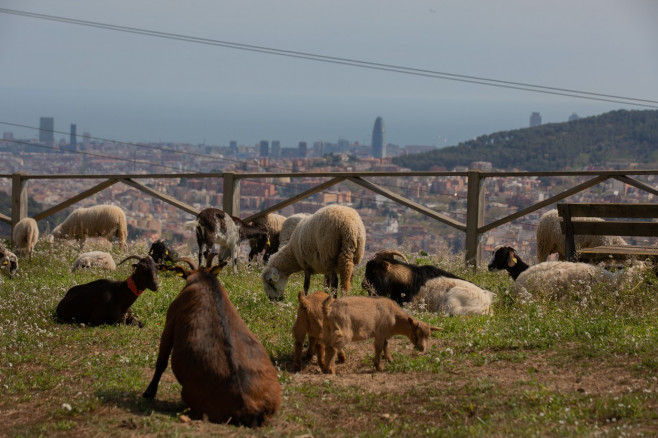 Barcelona City Council presents a pilot grazing plan in the Parc Natural de Collserola
