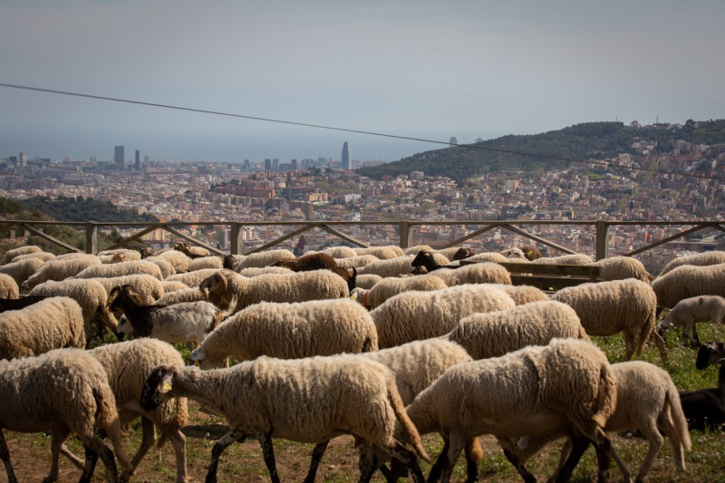 Barcelona City Council presents a pilot grazing plan in the Parc Natural de Collserola