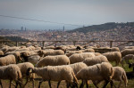 Barcelona City Council presents a pilot grazing plan in the Parc Natural de Collserola