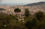 Barcelona City Council presents a pilot grazing plan in the Parc Natural de Collserola