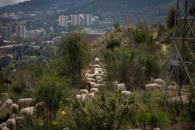 Barcelona City Council presents a pilot grazing plan in the Parc Natural de Collserola