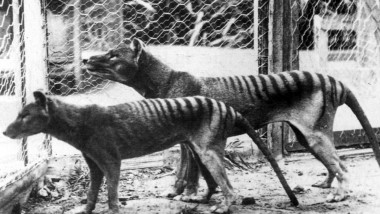 Now extinct, Tasmanian Tiger (thylacine) 1933