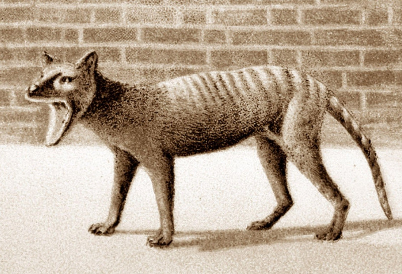 Tasmanian Tiger in a Zoo, Victorian period