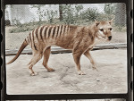 tigru tasmanian (3)