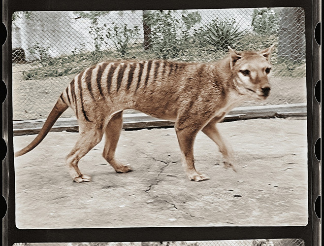 tigru tasmanian (3)